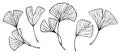 vector drawing set of ginkgo leaves. minimalistic modern line drawing, graphics, sketch. tropical leaves